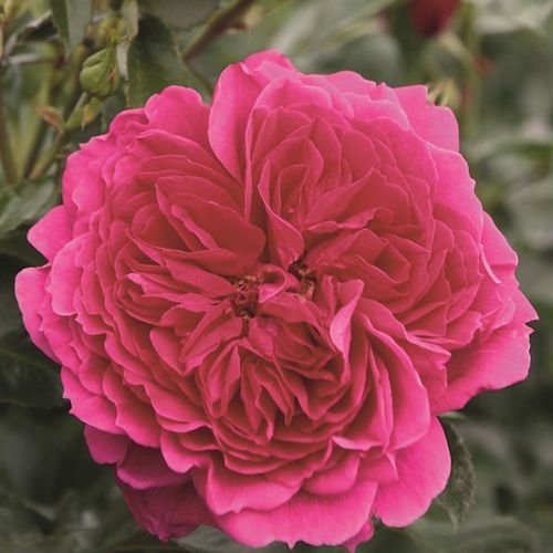E-commerce, vendita, rose, in, vaso rose climber - rosa - Rosa Laguna® - rosa intensamente profumata - Tim Hermann Kordes - ,-